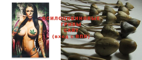 прущие грибы Елизово